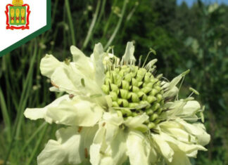 В Пензенской области увеличат площадь охраняемых природных территорий