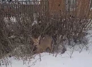 В Пензе спасли раненую косулю