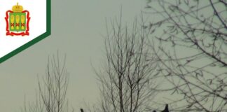 В Пензенской области посчитают глухарей и тетеревов