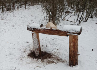 В Пензенской области лесники подкармливают диких животных