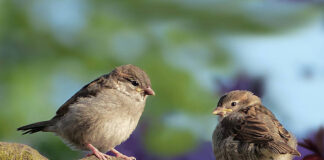 Пензенцы смогут установить скворечники в Международный день птиц