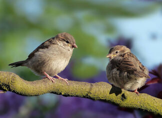 Пензенцы смогут установить скворечники в Международный день птиц