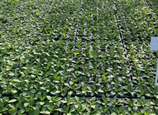 Пензенские клумбы украсят свыше 296 тысяч цветов