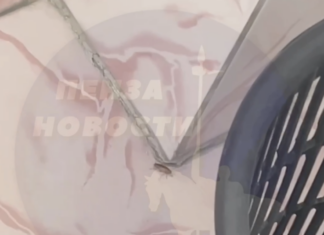 В пензенской школе №76 проведут дезинсекцию после сообщения о тараканах