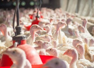 Пензенцам рассказали о сильном запахе на птицефабриках