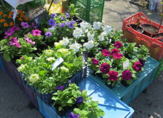 В Пензе из-за похолодания отложили высадку цветов