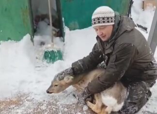 В Кузнецке спасли косулю