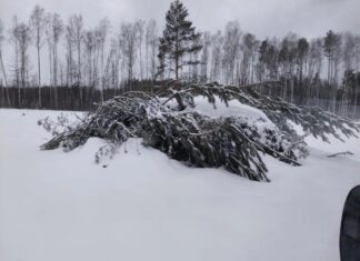 За неделю пензенцы шесть раз нарушили лесное законодательство