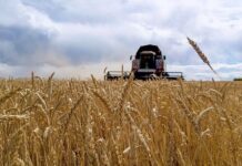 Пензенские аграрии получили первый миллион тонн зерна