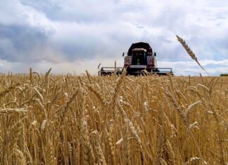 Пензенские аграрии получили первый миллион тонн зерна